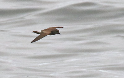 Townsend's Storm-Petrel