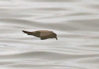 Townsend's Storm-Petrel