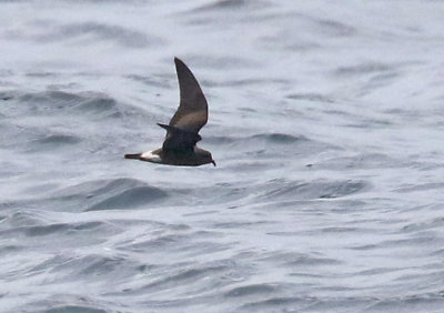 Townsend's Storm-Petrel