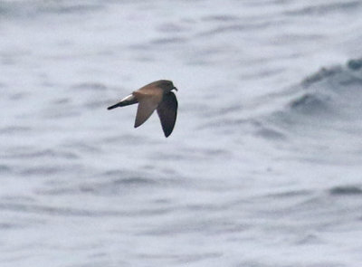 Townsend's Storm-Petrel