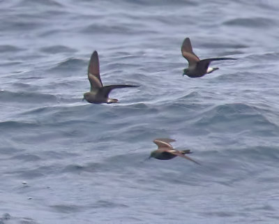 Townsend's Storm-Petrel