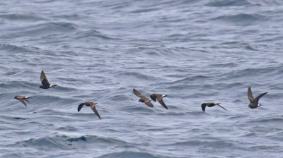 Townsend's Storm-Petrel