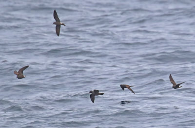 Townsend's Storm-Petrel