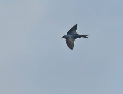 Cuban Martin