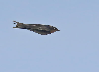 Cuban Martin