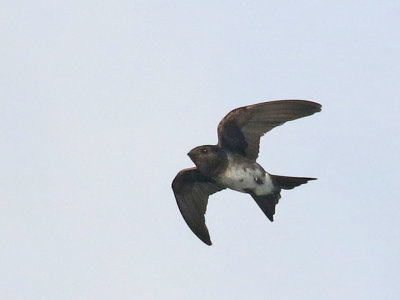 Cuban Martin