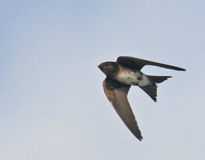Cuban Martin
