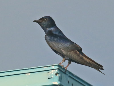 Cuban Martin