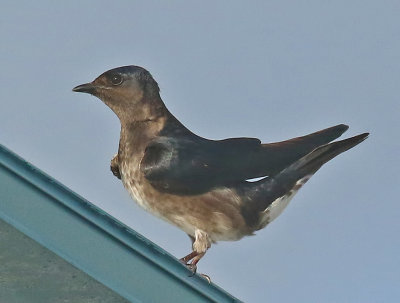 Cuban Martin