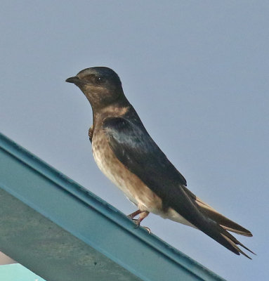 Cuban Martin