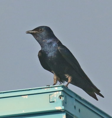 Cuban Martin