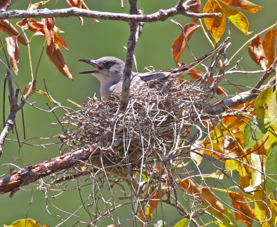 Gray Kingbird