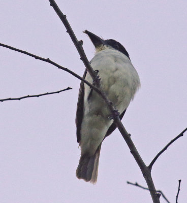 Giant Kingbird