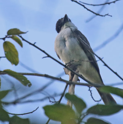 Giant Kingbird