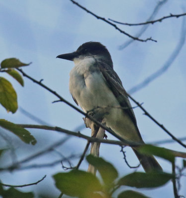 Giant Kingbird