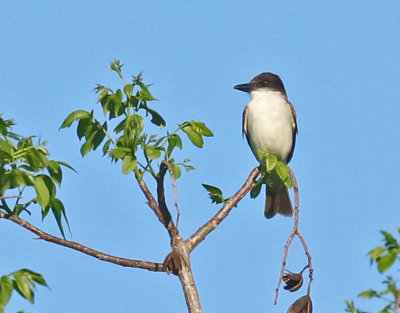 Giant Kingbird