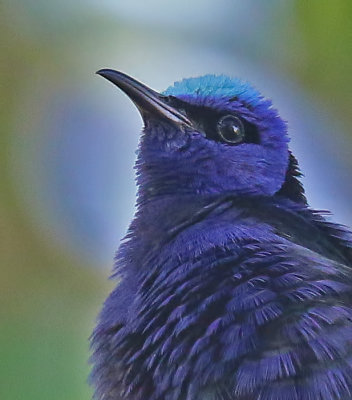 Red-legged Honeycreeper