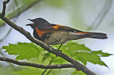 American Redstart