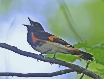 American Redstart