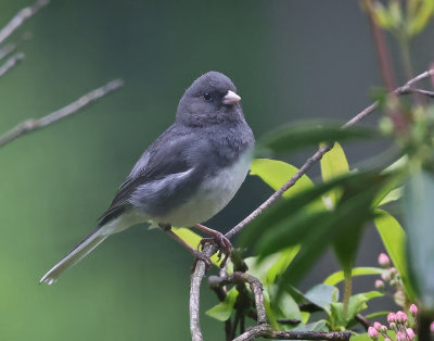 Dark-eyed Junco (Slate-colored)