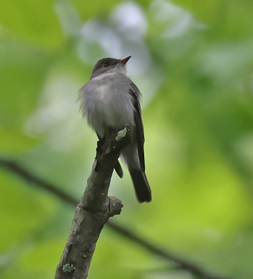 Eastern Wood-Pewee