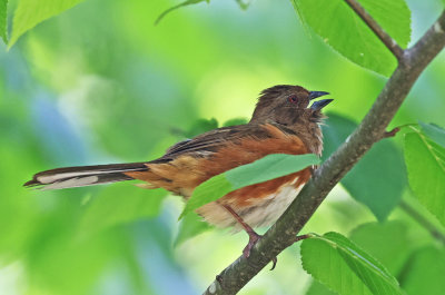 Eastern Towhee (Red-eyed)