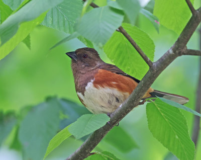 Eastern Towhee (Red-eyed)