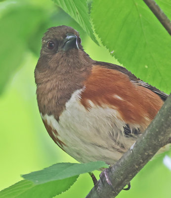 Eastern Towhee (Red-eyed)