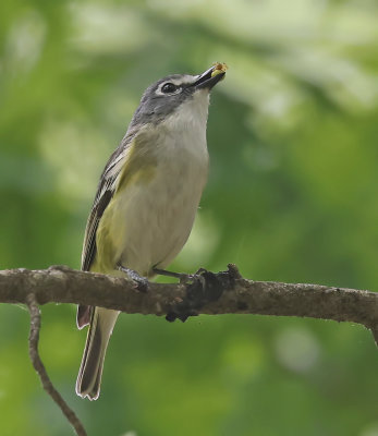 Blue-headed Vireo