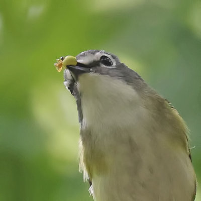 Blue-headed Vireo