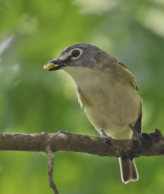 Blue-headed Vireo