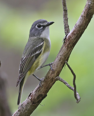 Blue-headed Vireo