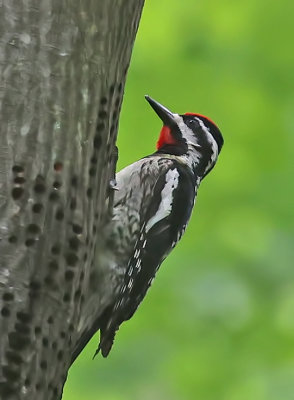 Yellow-bellied Sapsucker