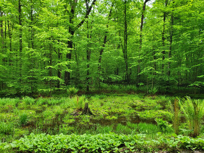 Allegheny National Forest, Pennsylvania