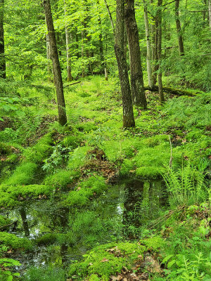 Allegheny National Forest, Pennsylvania