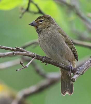 Yellow-faced Grassquit