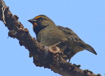 Yellow-faced Grassquit