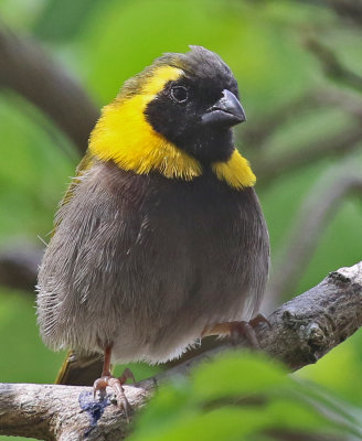 Cuban Grassquit