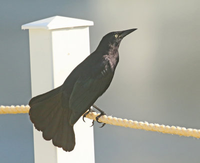 Greater Antillean Grackle