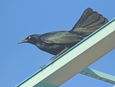 Greater Antillean Grackle