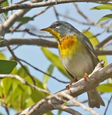 Northern Parula