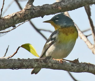 Northern Parula