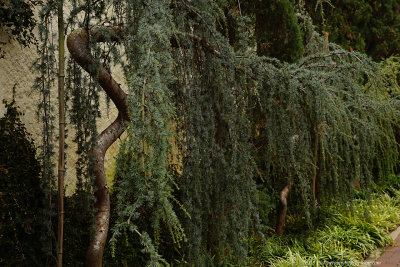 arboretum_2019