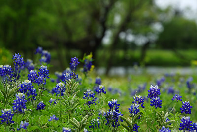 sunnyvale_bluebonnets1