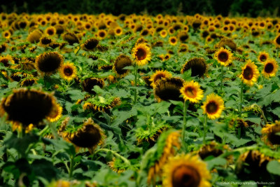 honeygrove