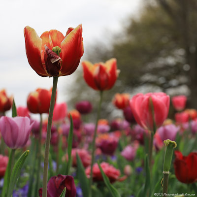 dallasarboretum21