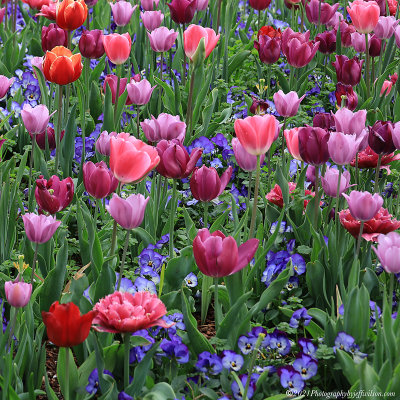 dallasarboretum21