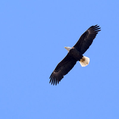 eagle2.jpg