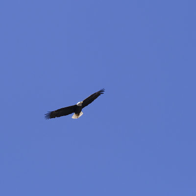 eagle3.jpg