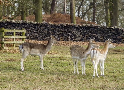 BradgatePark17.jpg